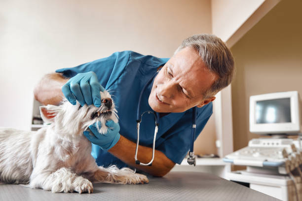 Best Emergency Denture Repair in Van Wert, OH